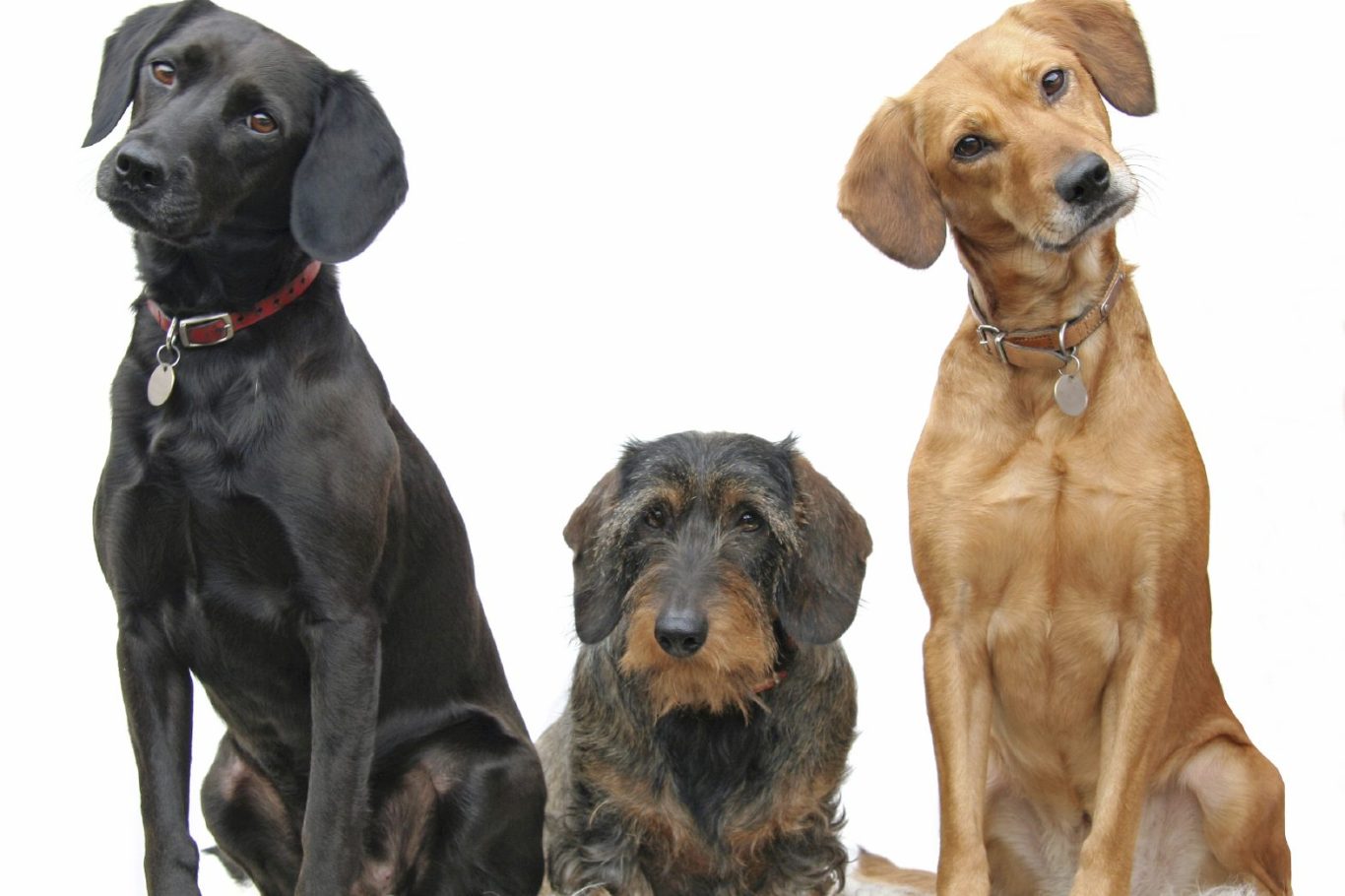 Hundeschule Saarwelligen Hundeschule Elena Reuter