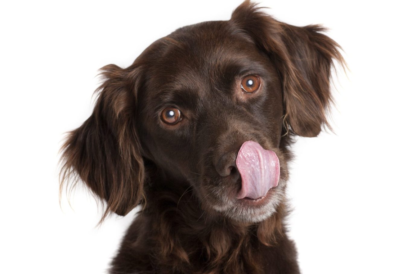 Sonderkurse Hundeschule Elena Reuter