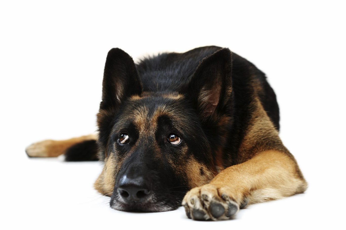 Hundeschule Elena Reuter Hundeschule Saarwellingen